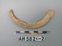 藏品(獸齒)的圖片